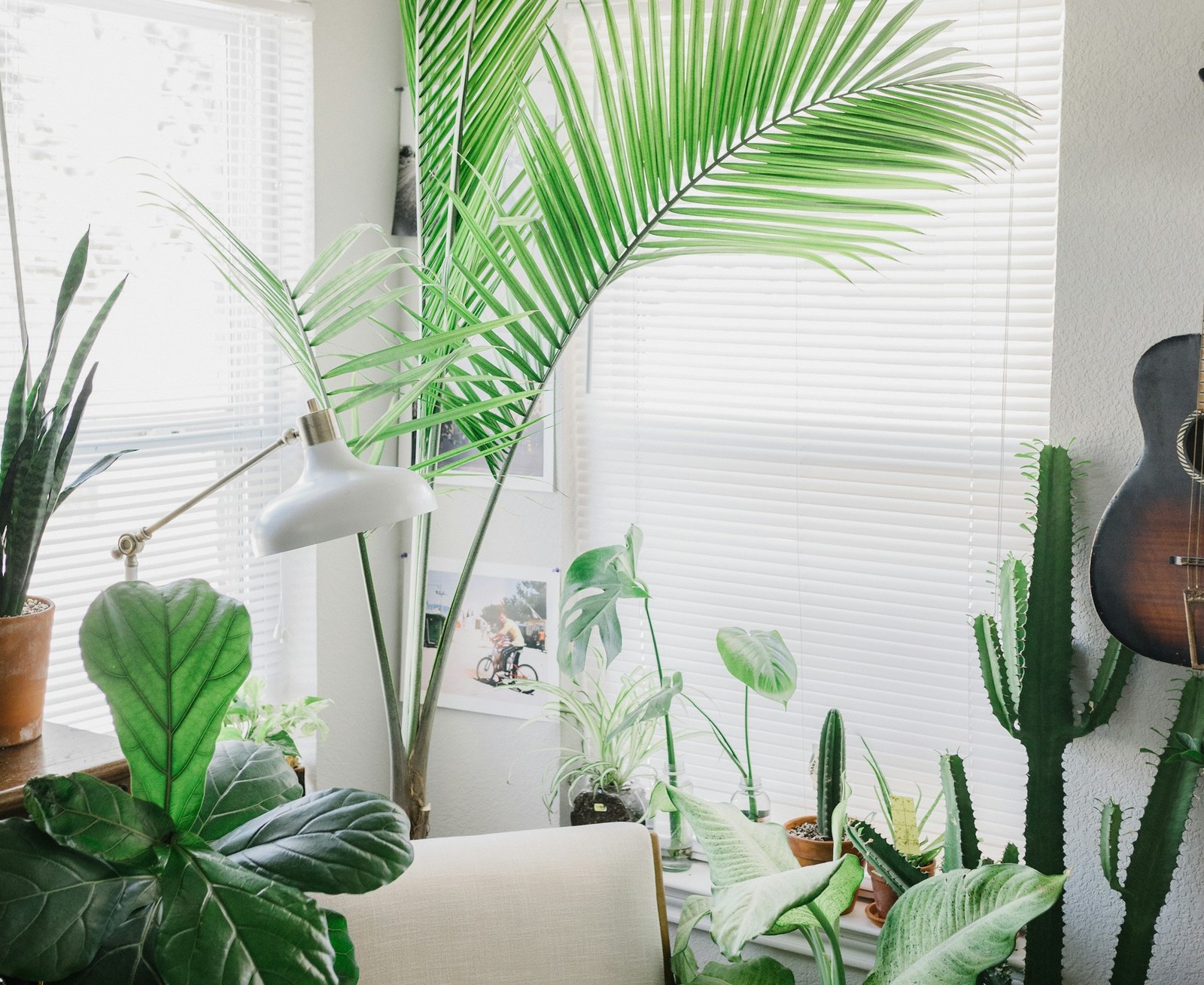 Bright plant-filled Viridia studio