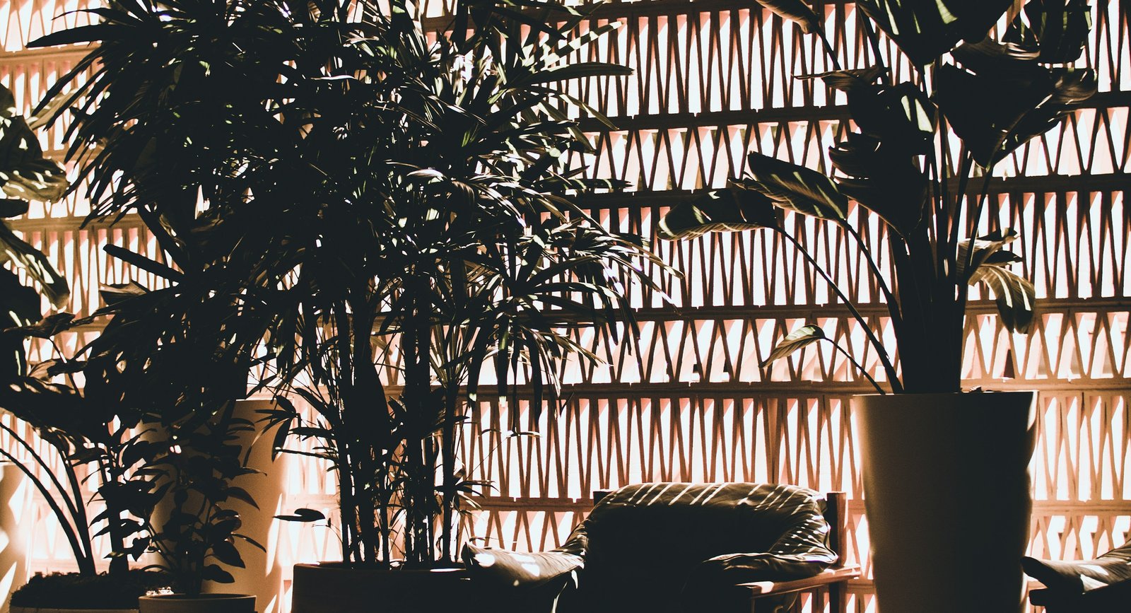 Indoor plants arranged in a sunlit studio