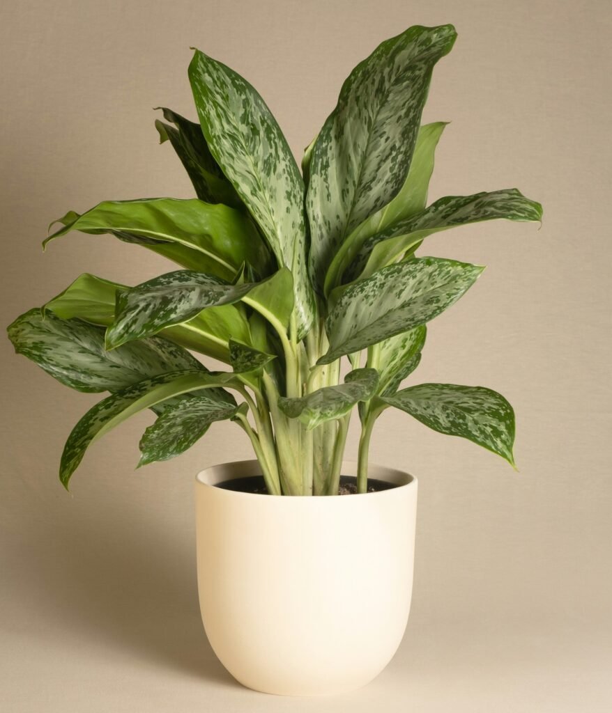 Orbit Peperomia