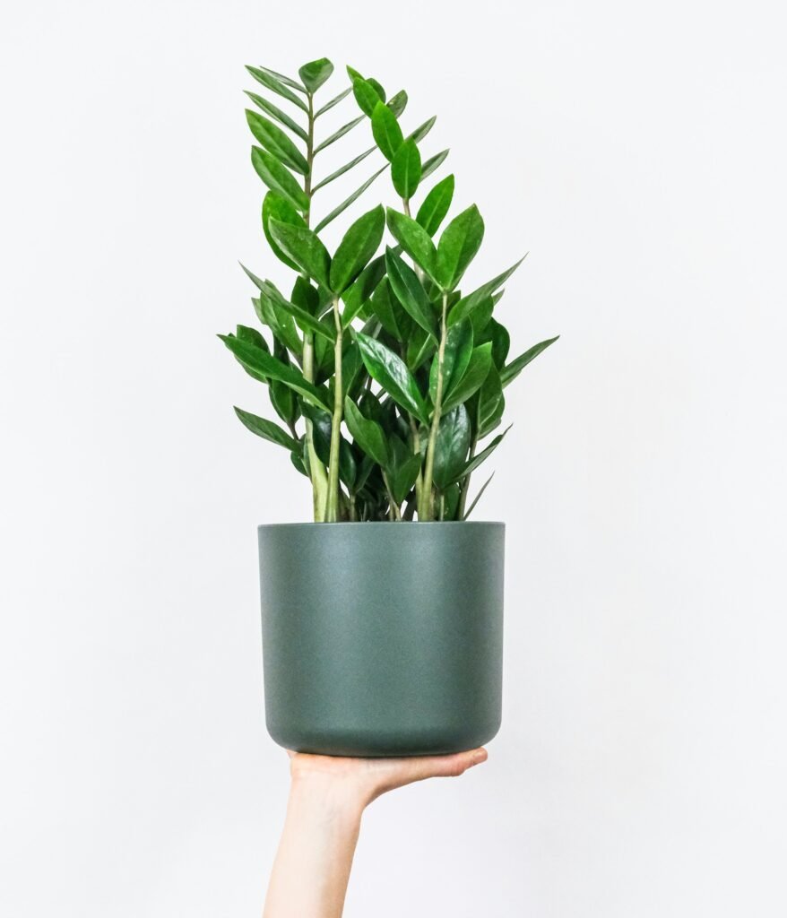 Blue Vessel Palm
